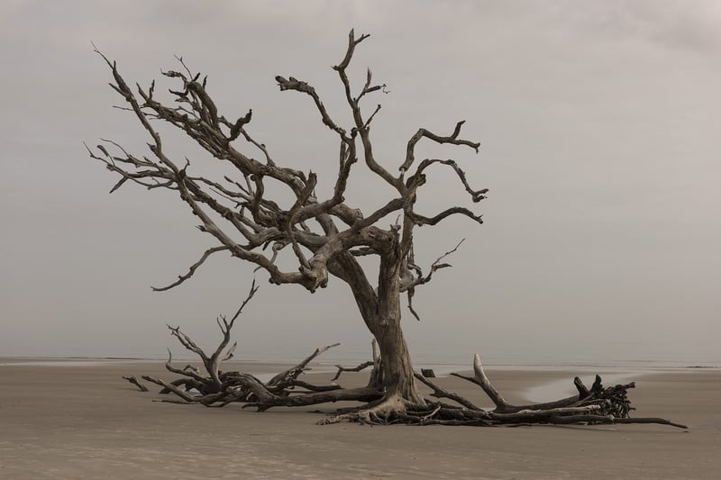 Driftwood Archway