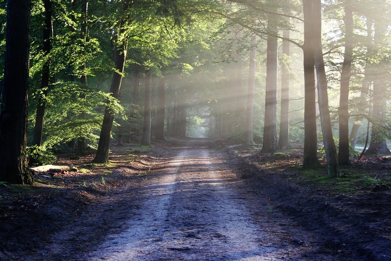 Woodland Setting