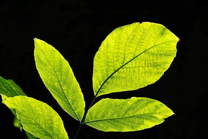 Coastal Foliage Backdrop